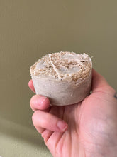 Load image into Gallery viewer, Mint Loofah Soap with Pumice, & Poppy Seeds