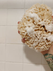 Premium Florida Rock Island Wool Sea Sponge