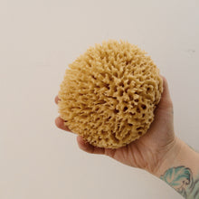 Load image into Gallery viewer, Premium Florida Rock Island Wool Sea Sponge
