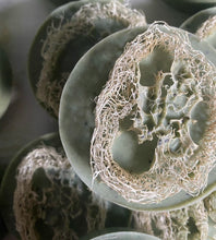 Load image into Gallery viewer, Mint Loofah Soap with Pumice, &amp; Poppy Seeds
